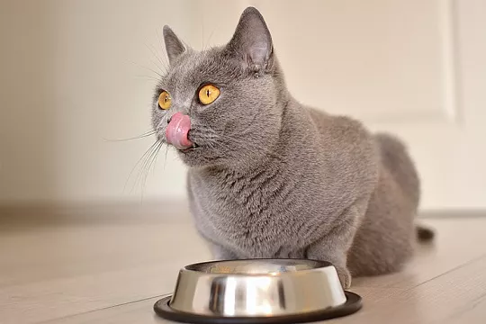 9 главных ошибок в кормлении кошек