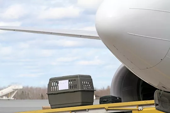 Правила перевозок собак и кошек в самолёте пора смягчить!