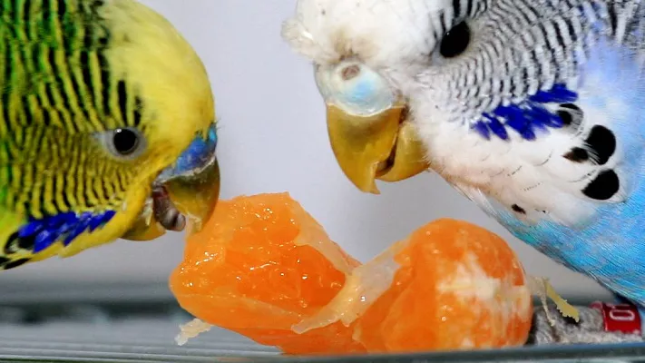 Чем кормить волнистых попугаев?