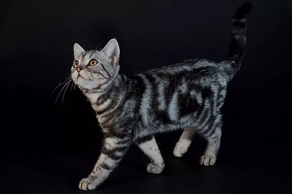 Американская короткошерстная кошка