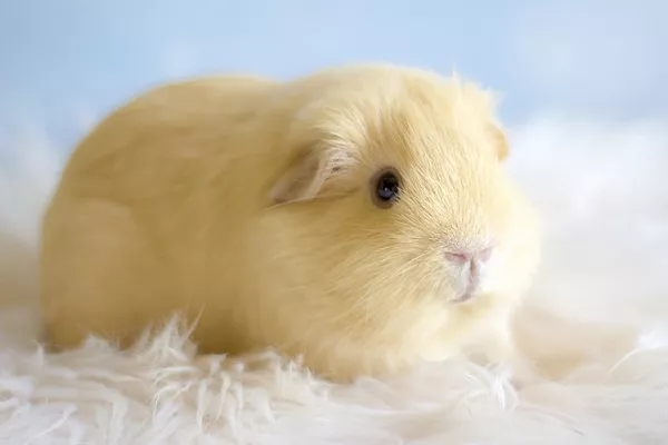 Морская свинка селф