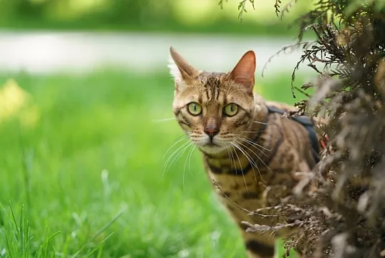 Это вам не мурлыка! Кот смог прогнать медведя от дома