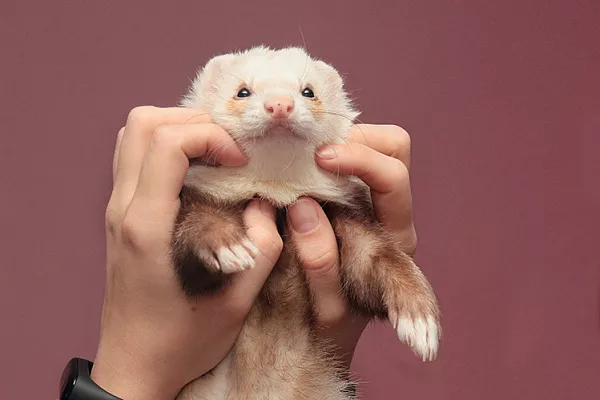 Можно ли дрессировать хорька?