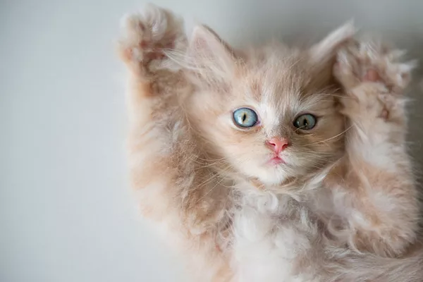 Где приобрести котенка?