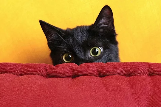 Как приучить кошку к переноске?