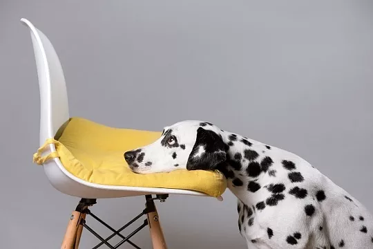 Скучают ли собаки, когда остаются одни