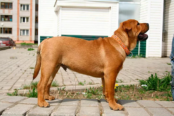 Ка де Бо (майорский мастиф)