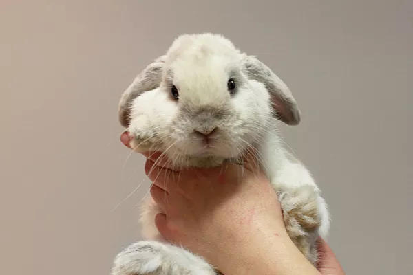 Проблемы с ЖКТ и вздутие живота у кроликов