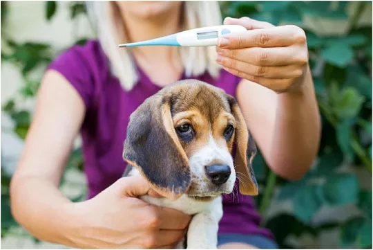 Как измерить температуру собаке