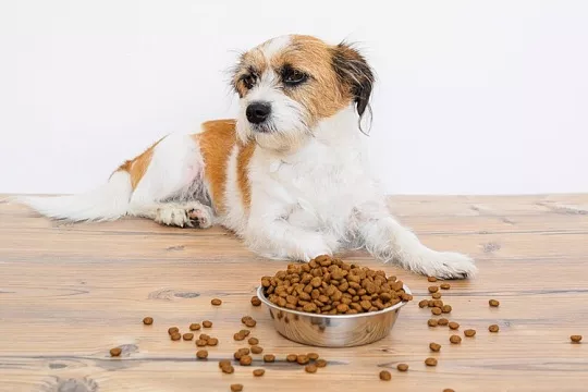 Ешь, пока корм свеж!