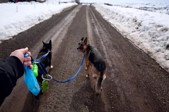 В Германии хотят оплачивать сбор экскрементов собак