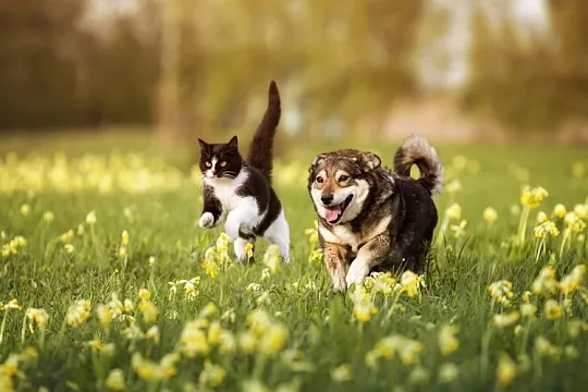 Как укрепить иммунитет собаке или кошке?