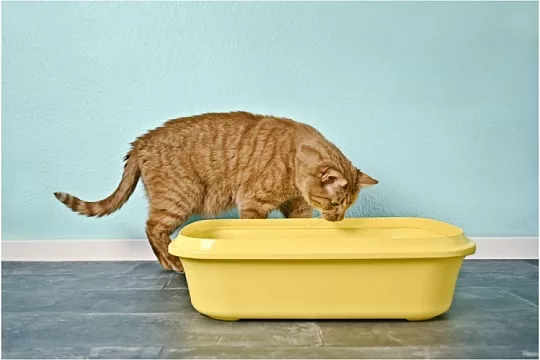 Запор у кошек: причины, симптомы и лечение