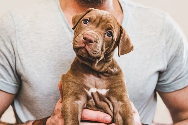 5 основных ошибок в воспитании щенка