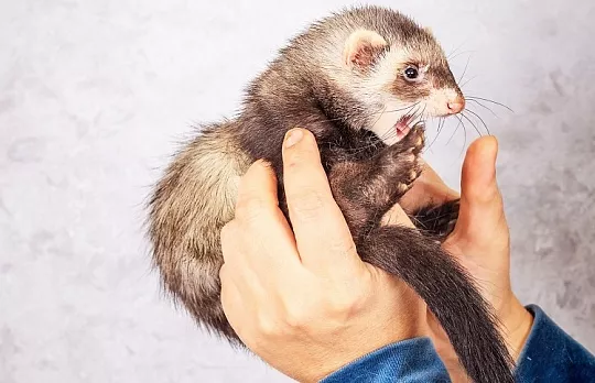 Как отучить хорька кусаться?