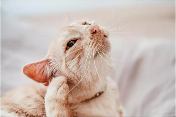 Лишай у кошек и котов