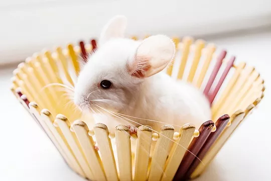 Как назвать шиншиллу?