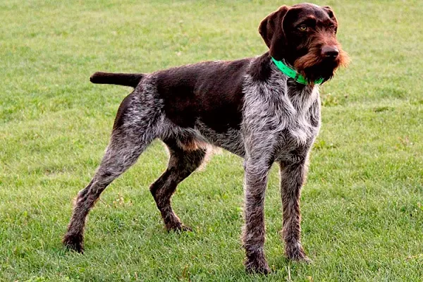 Дратхаар или немецкая жесткошерстная легавая 