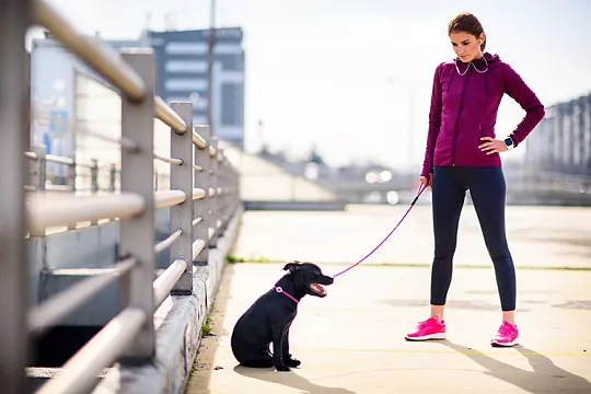 Нужны ли моему щенку курсы по дрессировке?