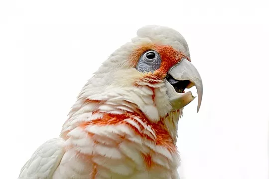 У попугая длинный клюв: что делать?