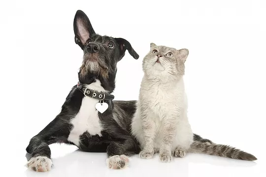 Пребиотики и пробиотики в кормах для собак и кошек