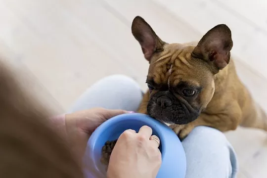 Какие овощи собакам можно, а какие нельзя?