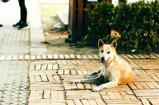 Депутаты планируют пересчитать всех собак в Московской области