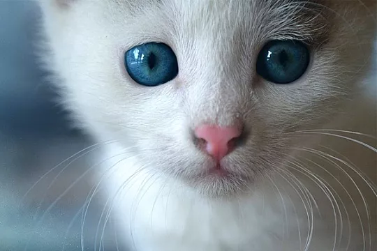 У котенка слезятся глаза: что делать?