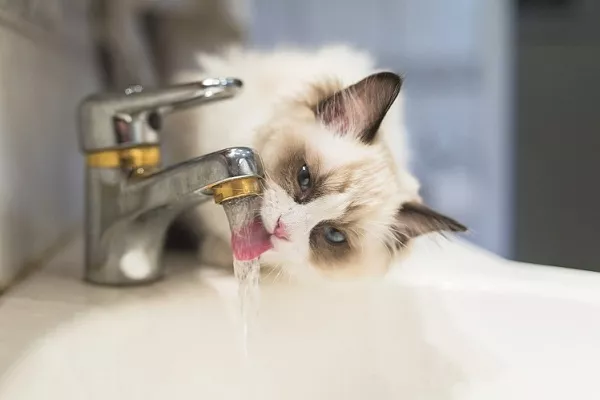 Котенок пьет мало воды – это опасно?