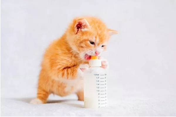 Как и чем кормить котенка в 1 месяц