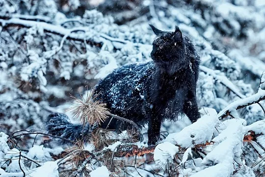 Топ-5 самых популярных кошек в 2024 году