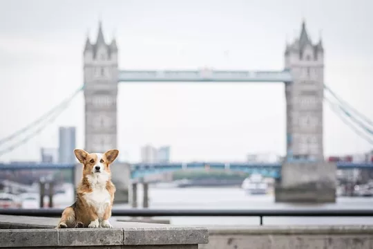 С питомцами можно будет поговорить с помощью искусственного интеллекта