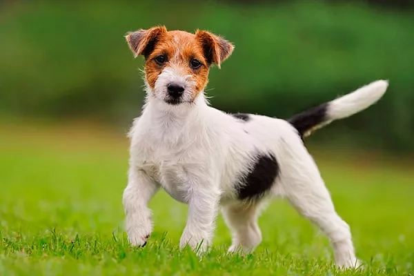 Джек-рассел-терьер