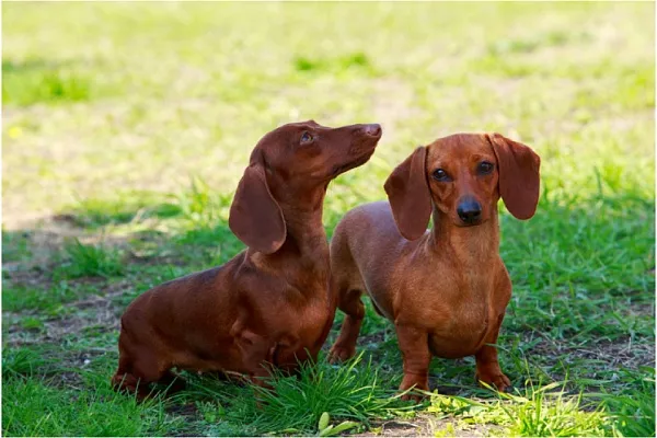 Карликовая (миниатюрная) такса