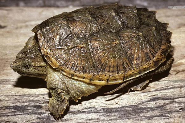 Каймановая черепаха