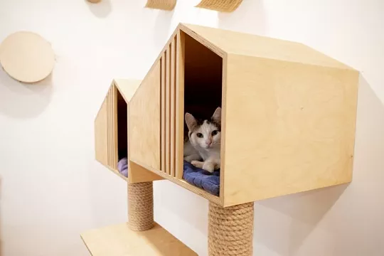 Vetcity Adoption. Место, куда можно принести спасенного питомца и где о нем позаботятся