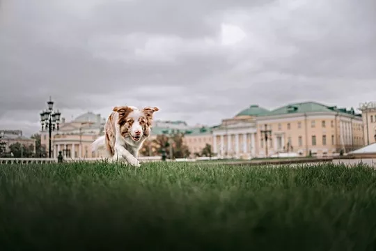 Марьино, Сосенское или Басманный: где в Москве удобнее всего жить с питомцем