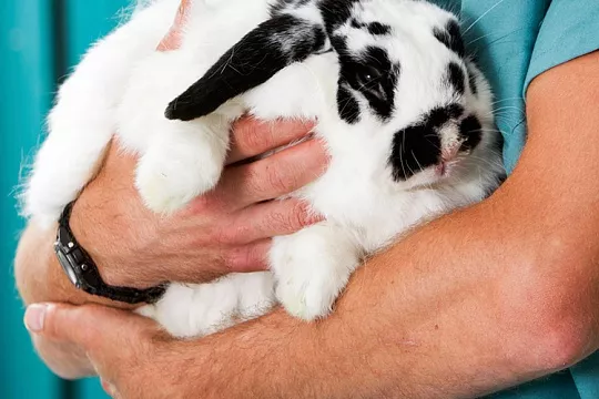 Признаки заболевания декоративных кроликов