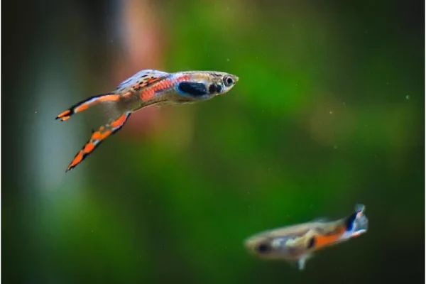 Гуппи Эндлера