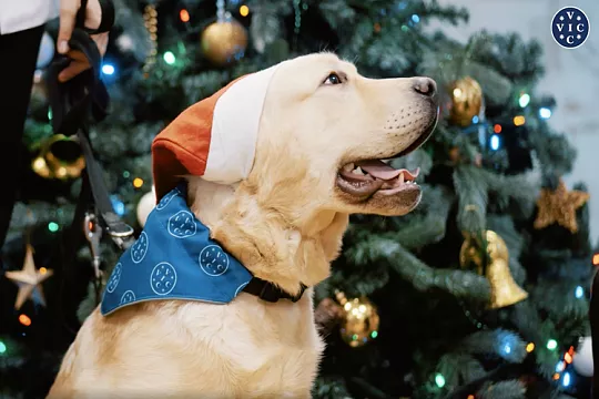 Воспитание собаки-проводника: итоги года от щенка Вика