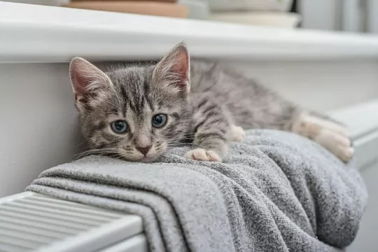 Как назвать серого котенка?