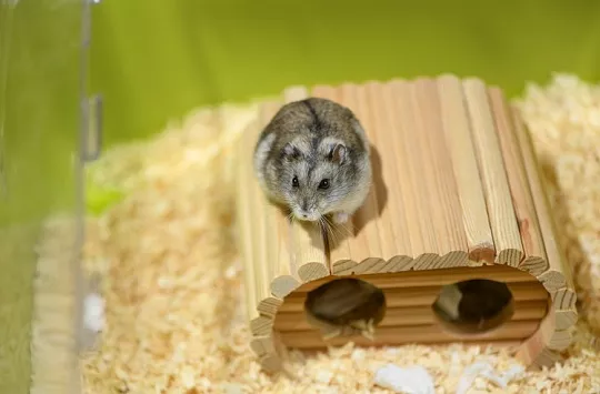 Нужен ли грызунам домик и какой?