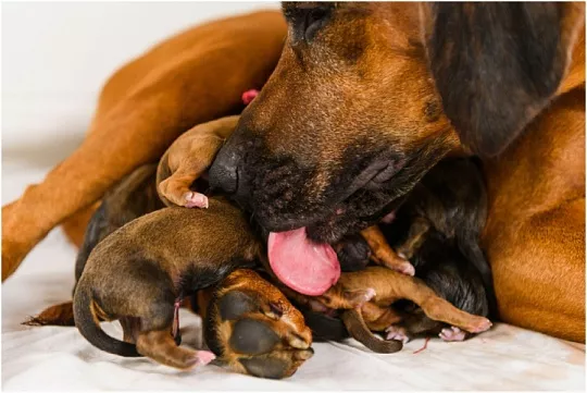 Как помочь собаке при родах