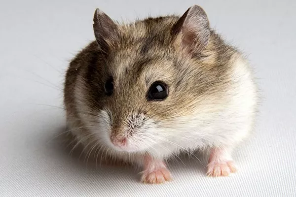 Джунгарский хомяк
