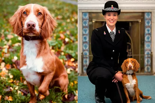 Брошен, но не сломлен: история спасения одного щенка