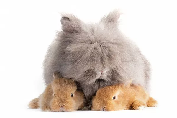 Ангорский кролик