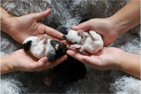 Беременность у кроликов: от первых признаков до родов