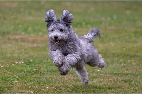 Новые породы собак: топ-10