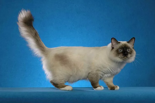 Бирманская священная кошка