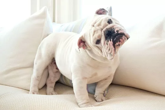 Пиодермия у собак